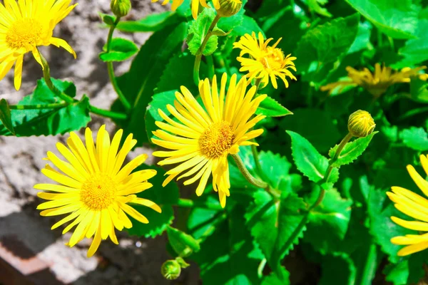 蜂はタンポポの花 花Doronikumフラットから蜜を収集します 庭のドロニクム アルニカ バンブルビー — ストック写真
