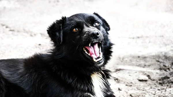 black dog, closeup portrait sad homeless abandoned black dog in shelter, teeth of dog