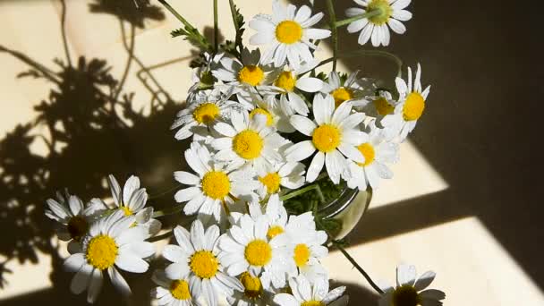Ψεκάζοντας τα λουλούδια χαμομήλι, πότισμα λευκό λουλούδι μαργαρίτα την καλοκαιρινή ημέρα, επιφάνεια του νερού, κορυφαία προβολή — Αρχείο Βίντεο