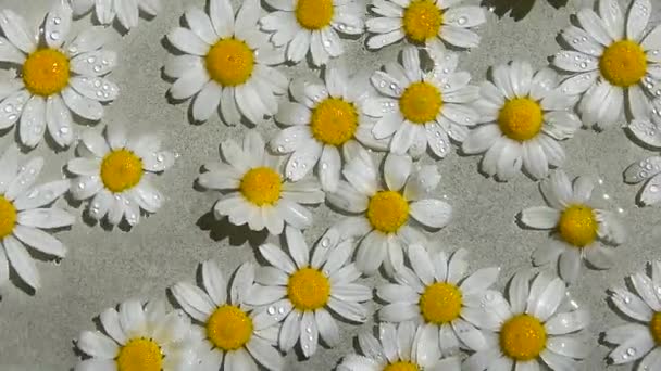 Kolorowe Stokrotki Letnie Kwiaty Obrotowe Zbliżenie Lato Kompozycja Kwiatowa Biały — Wideo stockowe