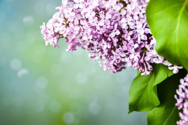 Yumuşak mavimsi arka planda güzel bahar leylağı, metin için kopyalama alanı, yakın bir demet mor leylak, bayram kartı.
