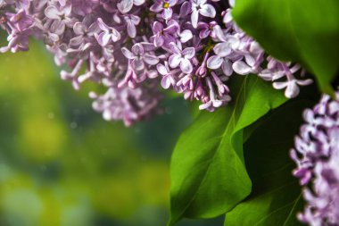 Yumuşak mavimsi arka planda güzel bahar leylağı, metin için kopyalama alanı, yakın bir demet mor leylak, bayram kartı.