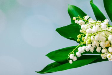 Nilüfer çiçekleri, kapalı arkaplan üzerindeki çerçeveyi kapatın, metin için kopyalama alanı, tatil arkaplanı, tebrik kartı, seçici odaklanma