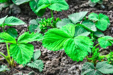 Yeşil yaprağa yakın, bahçede yabani çilek, seçici odak, baharda bahçede nasıl çilek yetişir?