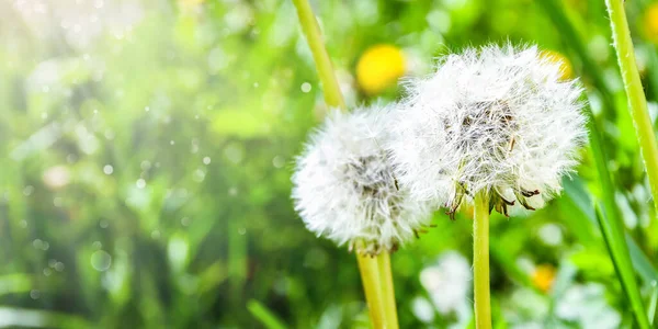 White Fluffy Dandelions Tall Green Grass Withered Dandelion Close Range — Stock Photo, Image