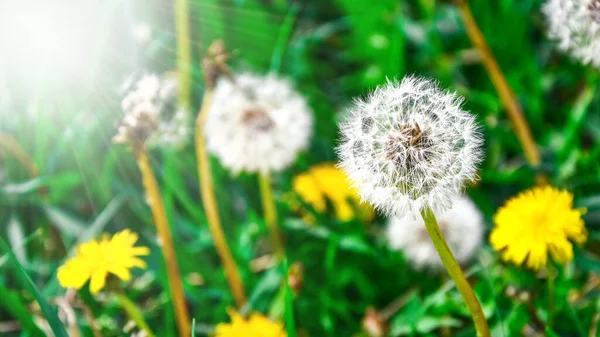 Dandelions Fofos Brancos Grama Verde Alta Withered Dandelion Close Range — Fotografia de Stock