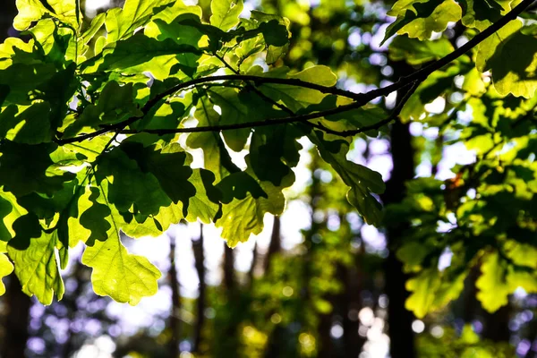 绿树上的大而明亮的叶子 夏日的森林景观 绿树成荫 绿叶密闭 阳光穿过树叶 — 图库照片