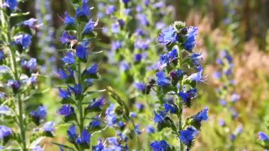 Arı mavi lupin çiçeklerinden nektar ve polen topluyor. Bokeh etkisi ile altın sabah güneşinin arka planında mavi kır çiçeklerini çeviriyorum..