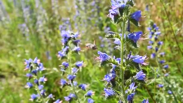 Bin som samlar nektar och pollen från blommor av blå lupin. Panning av blå vilda blommor i bakgrunden av den gyllene morgonsolen med en bokeh effekt. — Stockvideo