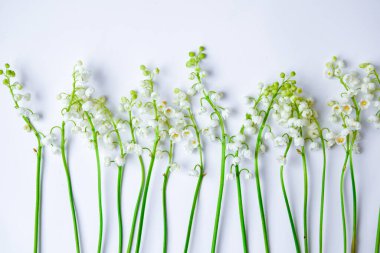 Vadi çiçeğinin zambağı beyaz arkaplanda izole edilmiş. Metin, bahar zamanı, üst görünüm için kopyalama alanı var.