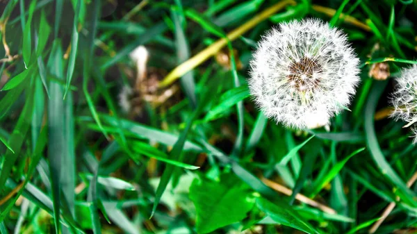 Dandelions Fofos Brancos Grama Verde Alta Withered Dandelion Close Range — Fotografia de Stock