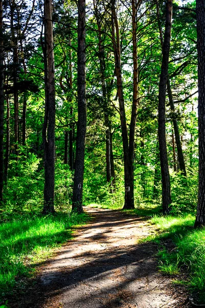 Road through beautiful and wild forest with sunlight through trees, Path through dense pine forest und blue sky and sunshine, relaxing in wild nature