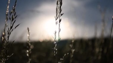 Sedefli çayırlarda güneş parıldıyor. Güneşli ışınlar çayırdaki çimleri aydınlatır. Sabah güneşinde çayır bitkisi. Seçili odak. Bulanık arkaplan. Bokeh. Yavaş çekim.