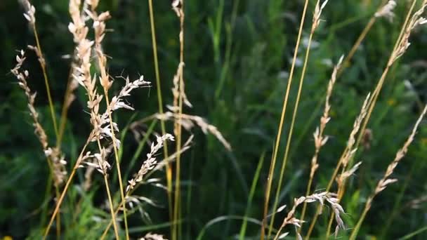 Napfényben tündöklő mezei fű. A napsugarak megvilágítják a füvet a réten. Meadow növény a reggeli napsugarak. Kiválasztott fókusz. Homályos háttér. Bokeh vagyok. Lassú mozgás.. — Stock videók