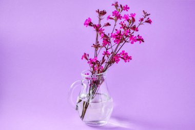 Pembe arka planda birçok küçük pembe karanfil, yazı için kopya alanı, tatil konsepti için bahar çiçeği kompozisyonu, sevgililer günü, Paskalya, doğum günü, mutlu kadınlar günü, anneler günü.