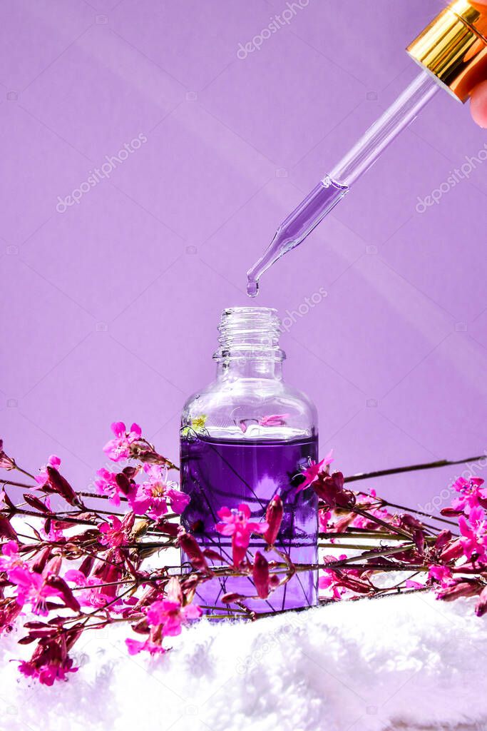 Glass dropper with a drop of cosmetic oil and dried flowers and herbs on purple background. Natural organic herbal skin care oil, white towel, small pink flowers