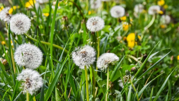 Dandelions Fofos Brancos Grama Verde Alta Withered Dandelion Close Range — Fotografia de Stock