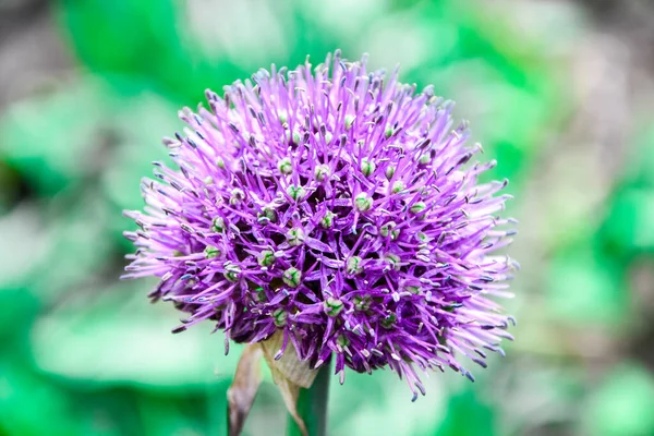 beautiful blooming Thistle, macro, Purple Milk Thistle flower, copy space for text