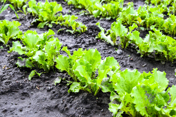 Fresh salad leave Green oak in the Organic farm, selective focus, Young bright green lettuce salad growing in rocky ground.