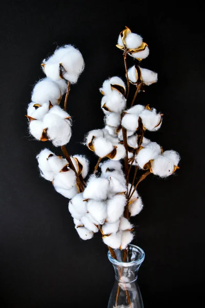 Cotton factory. Branches of white fluffy cotton flowers on a dark background. Organic material used in the manufacture of natural fabrics and other products. Branch and flower of a cotton plant