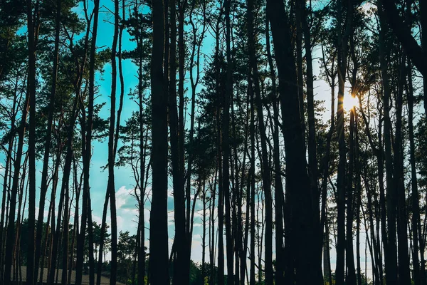Зелений Ліс Природному Парку Фото Зроблене Сонячний День Алея Дерев — стокове фото