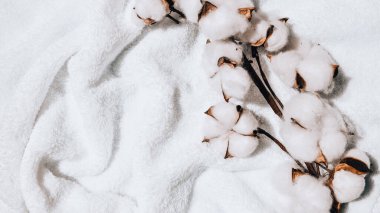 Düz düz beyaz kumaşın üzerine güzel pamuk dalları serilmişti. Doğal pamuk dokusu. Narin beyaz pamuk çiçekleri. Açık renkli pamuk arka plan. Eko tekstil. Kumaş arkaplan