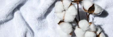 Düz düz beyaz kumaşın üzerine güzel pamuk dalları serilmişti. Doğal pamuk dokusu. Narin beyaz pamuk çiçekleri. Açık renkli pamuk arka plan. Eko tekstil. Kumaş arkaplan, afiş