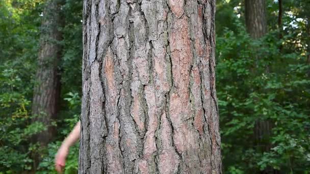 Miljöaktivisten kramar träd i skogen och älskar naturen. Händer vuxna kaukasiska kvinnliga miljöaktivist är lindade runt trädstam i skogen. — Stockvideo