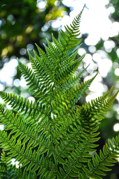 Fougères Beautées Feuilles Feuillage Vert Fond Fougère Florale Naturelle Lumière — Photo