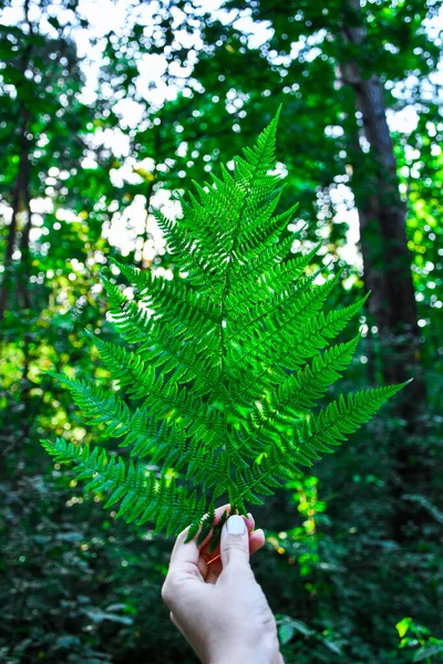 雌性手在森林中握住蕨类植物的垂直镜头 土豆泥 Naturecore 好好享受这些小事 — 图库照片