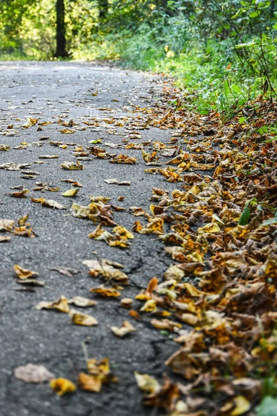 Ormanda yaprakları olan sonbahar yolu giderek azalan bir perspektife sahip. Orman mangrovu. Turuncu yapraklar