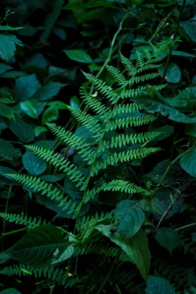 Prachtige Varens Bladeren Groen Gebladerte Natuurlijke Bloemvaren Achtergrond Zonlicht Behang — Stockfoto