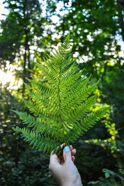 Tiro Vertical Mão Fêmea Segurando Uma Planta Samambaia Floresta Cottagecore — Fotografia de Stock