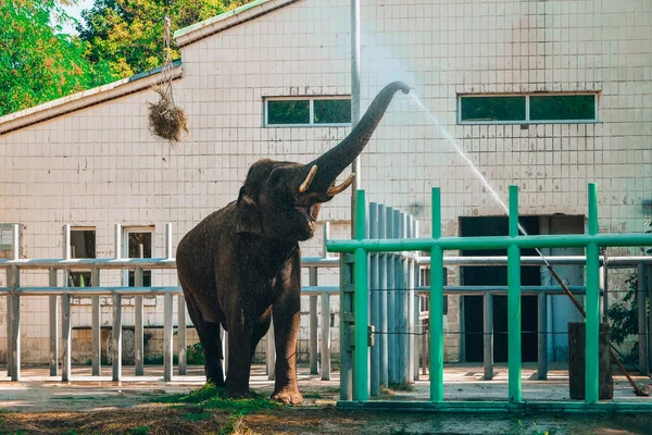 Elefánt Állatkertben Indiai Elefánt Portréja Vizet Iszik Csomagtartójával Ázsiai Elefánt — Stock Fotó
