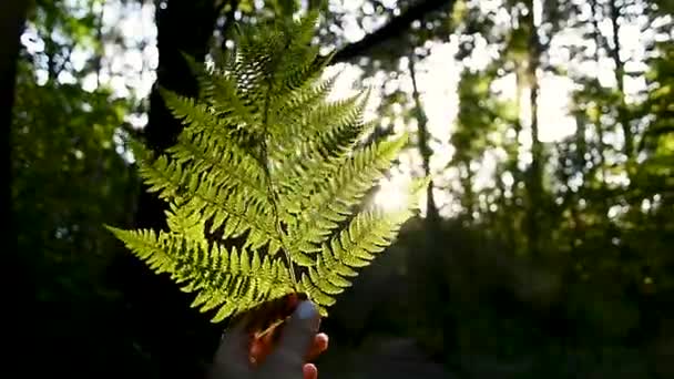 MACRO: frodiga gröna ormbunkar svajar i vinden som blåser genom skogen. Ljusa vårsolstrålar skiner på en ormbunksväxt som svajar djupt i den täta skogen. Kvinnlig hand leker med ormbunke och solljus — Stockvideo