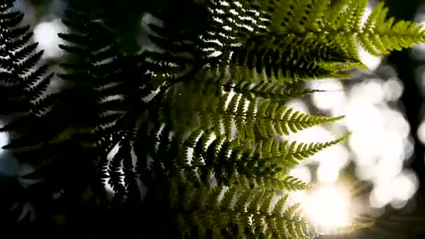 Пышные зеленые папоротники раскачиваются на ветру, дующем через лес. Яркие весенние солнечные лучи светят на папоротнике, качающемся глубоко в густом лесу. Женская рука играет с папоротником и солнечным светом — стоковое видео