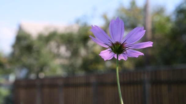 Κοντινό πλάνο του ροζ κόσμου πολύχρωμο λουλούδι αυξάνεται στον κήπο κατά τη διάρκεια της καλοκαιρινής περιόδου στο φως του ήλιου με bokeh θολή φόντο ανακίνηση στον άνεμο. Μακρο του μοναδικού ροζ λουλουδιού που τρέμει στον άνεμο — Αρχείο Βίντεο
