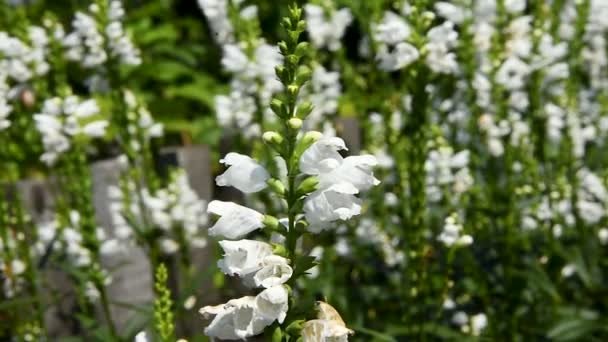 Campo de Flor Branca - Verão Snapdragon ou Angelonia Angustifolia no Jardim. Imagens de foco seletivo — Vídeo de Stock