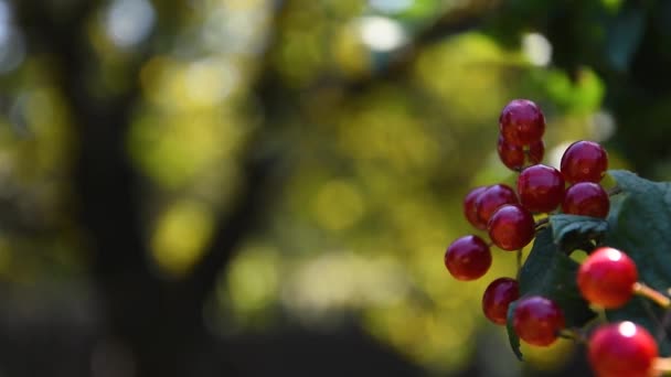 Вибурнум на дереве красные ягоды висит на дереве. Красная ягода вибурнума на ветке в солнечном свете. Крупный план — стоковое видео