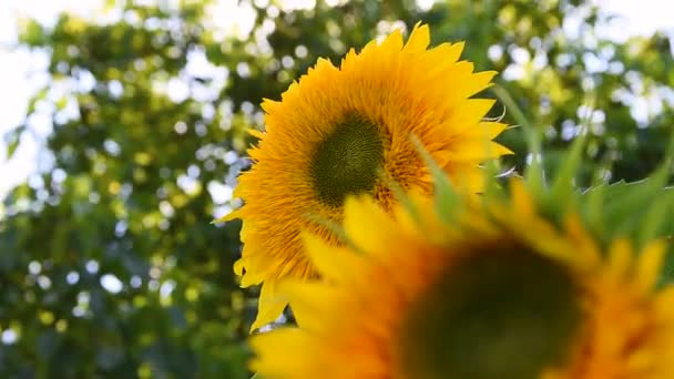 Veld van gele zonnebloem bloemen tegen een achtergrond van wolken. zonnebloem zwaait in de wind. Prachtige velden met zonnebloemen in de zomer in stralen van felle zon. Planten die rijpen op het veld. — Stockvideo