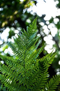 Güzel eğreltiotu yaprakları yeşil yapraklar güneş ışığında doğal çiçek eğreltiotu arkaplanı. Duvar kağıdı doğal arka plan. Fern Yapraklarının Yakın Çekimi