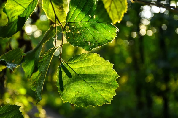五彩斑斓的树叶 阳光和树叶的质感 石灰树枝的天然绿叶 — 图库照片
