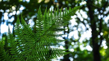 Güzel eğreltiotu yaprakları yeşil yapraklar güneş ışığında doğal çiçek eğreltiotu arkaplanı. Duvar kağıdı doğal arka plan. Fern Yapraklarının Yakın Çekimi