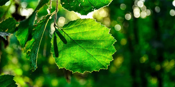 五彩斑斓的树叶 阳光和树叶的质感 石灰树枝的天然绿叶 — 图库照片