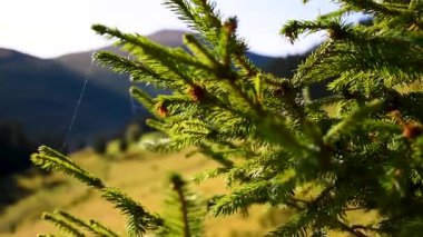 Çam ağacından sonbahar dağ manzarası. Dağlarda çam ağacı ağır çekim.