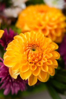 Şükran Günü için sonbahar sonbahar buketi. Mevsimlik ılık renkli çiçek çiçekleri festival dekorasyonunu düzenler. Seçici odak 