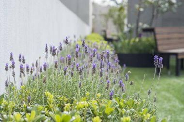 Lavandas moradas en jardineras