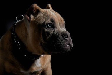 Amerikalı zorba köpek yavrusu loş ışık ve siyah arkaplan
