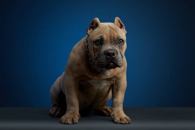 Köpek yavrusu Amerikan kabadayısı kahverengi, stüdyo fotoshoot farklı pozlarda ve mavi arka planda.