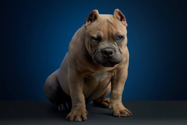 Amerikan zorbası köpek yavrusu fotoğraf çekiminde komik suratlar yapıyor, mavi bir geçmişi var.